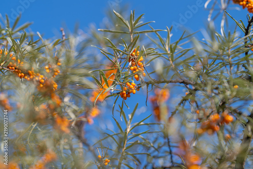 Картината върху платно Vibrant sea buckthorn berries shining under a clear blue sky in a serene country