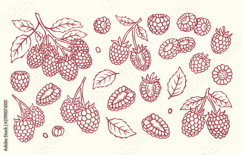 raspberry vector line art