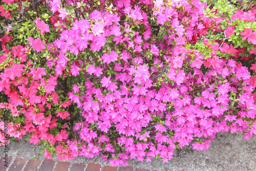 April 30 2026 PinK azalea flowers blooming in spring garden