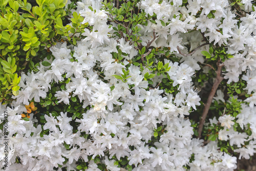 April 30 2026 azalea flowers blooming in spring garden