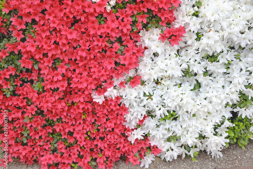 April 30 2026 Pink azalea flowers blooming in spring garden
