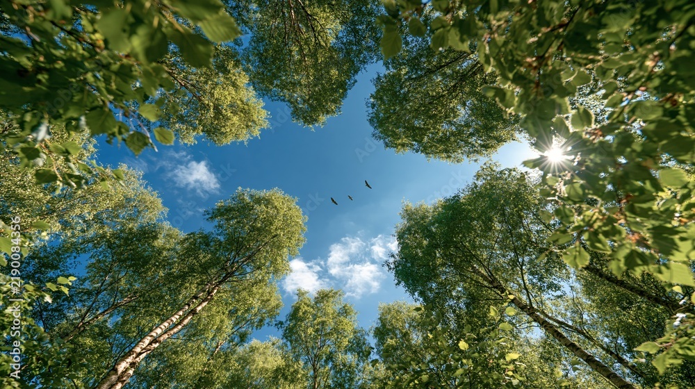 Obraz premium Looking up through lush green forest canopy at bright blue sky with sun and birds flying