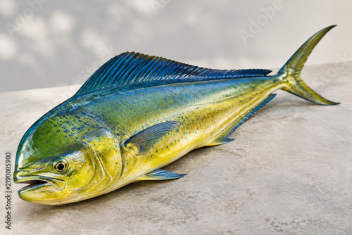 Mahi-mahi fish still life on neutral surface, seafood and ocean harvest concept