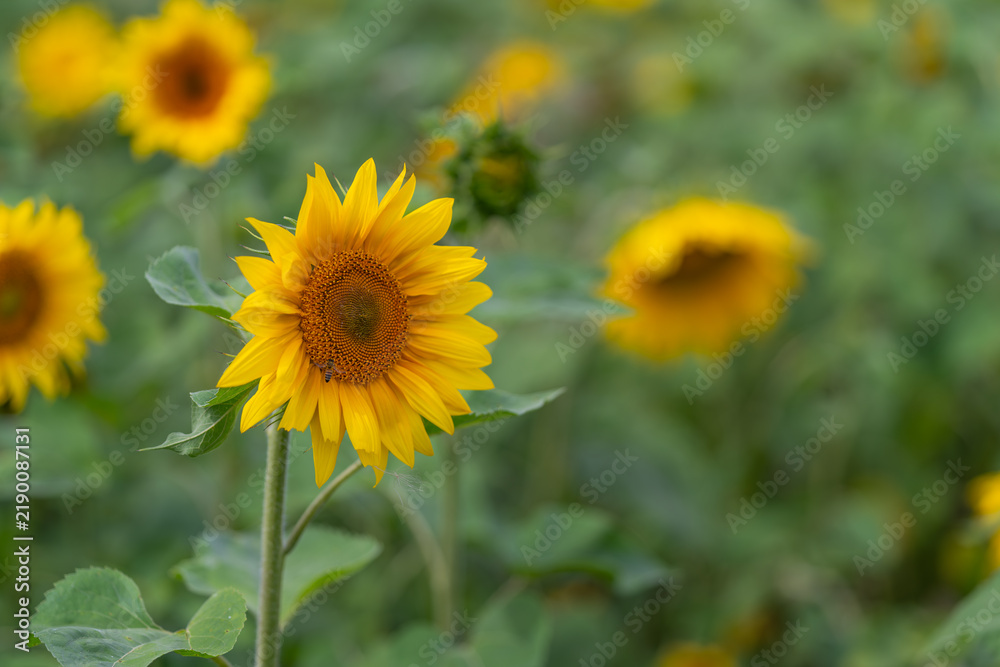 Fototapeta premium Sunflowers bloom brightly in a vibrant field under the warm sun showcasing their golden petals and lush green leaves during a serene summer day
