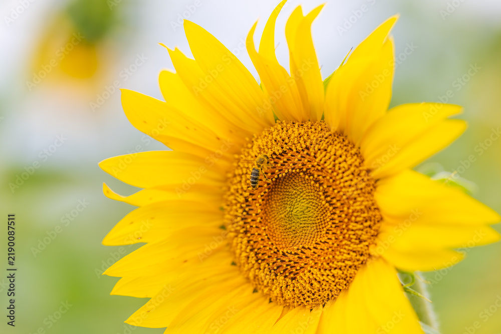 Obraz premium Sunflowers bloom while busy bees pollinate creating a dance of nature in a vibrant garden