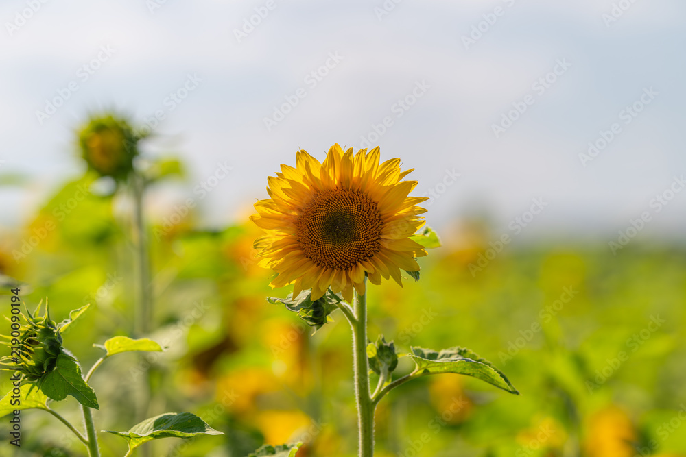 Fototapeta premium Bright sunflowers bloom in a vibrant field under a clear blue sky during a warm summer day