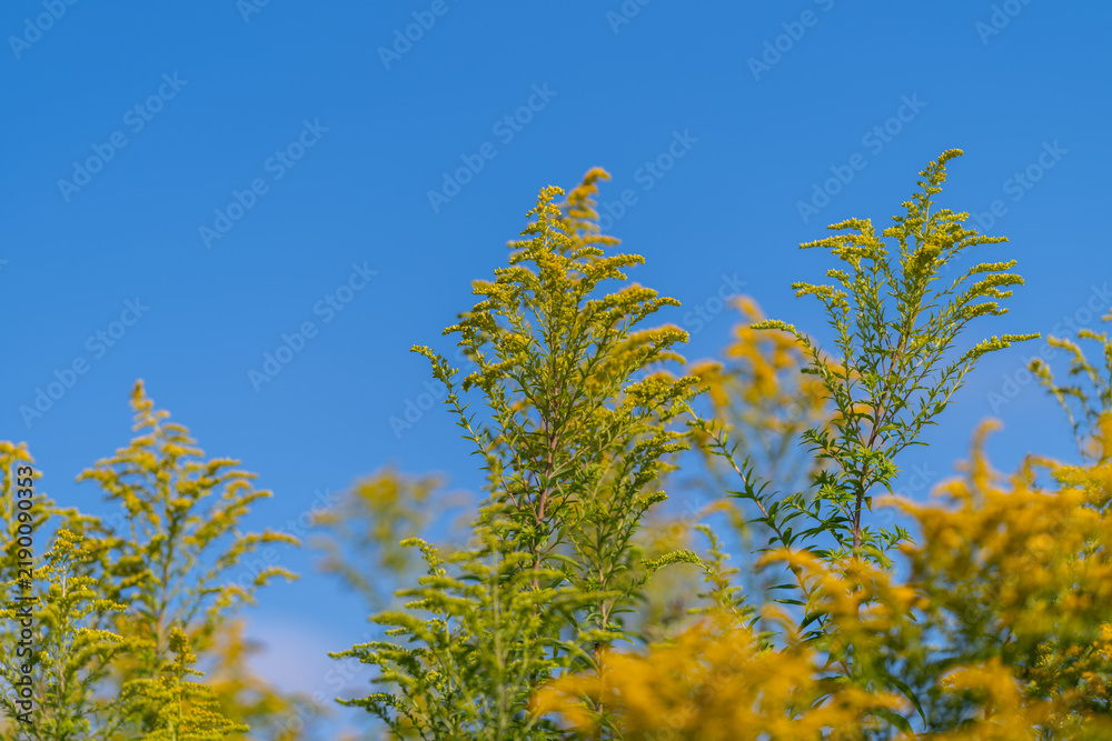 Obraz premium Golden fields of Canada goldenrod bloom under the bright blue sky on a warm summer day celebrating nature's vibrant colors and life