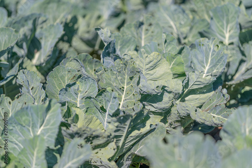 фотографія Vibrant green broccoli fields basking in sunlight invite healthy eating choices