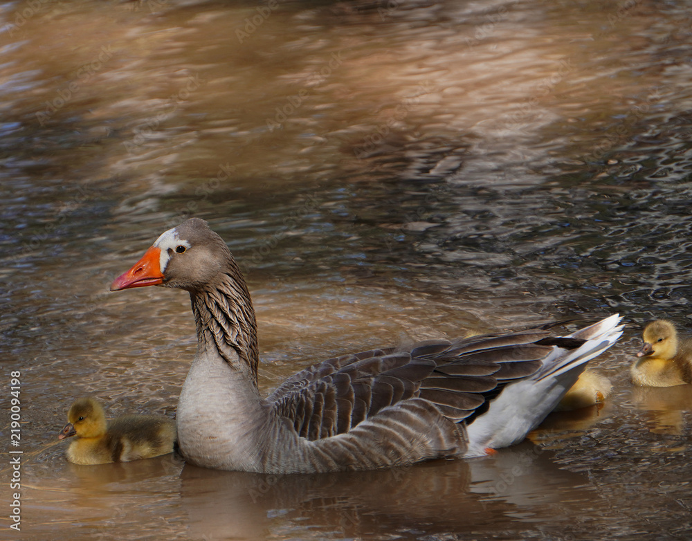Fototapeta premium goose and baby goslings on a river