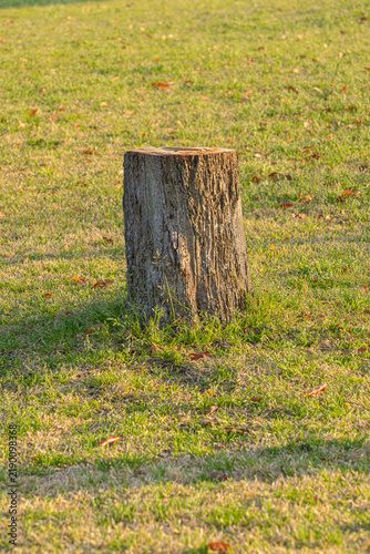 Cut Tree Stump Standing in a Sunlit Grassy Field