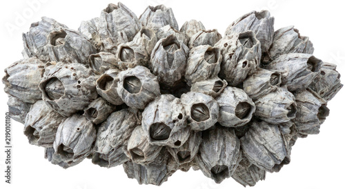 Obraz na płótnie Group of crustacean barnacles isolated on black background.