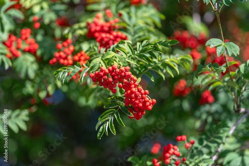Cuadro en lienzo Bright clusters of red berries adorn the lush green branches of the European row