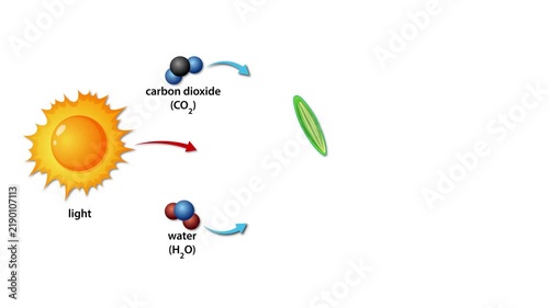 Diagram showing photosynthesis process of phytoplankton in ocean ecosystem using sunlight carbon dioxide and water to produce oxygen and glucose.