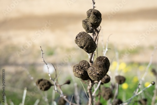 Syrian mesquite plant (Prosopis farcta) with brown seeds in Cyprus
