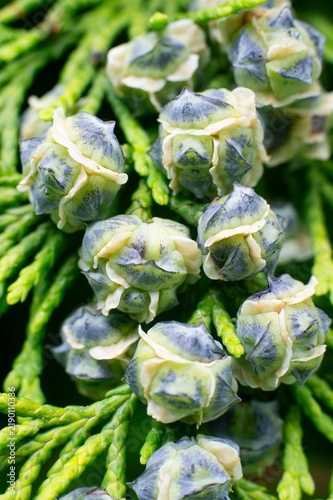 Port Orford cedar or Lawson cypress (Chamaecyparis lawsoniana) plant with round buds, vertical