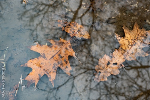 Orange red oak leaves sunken in water puddle