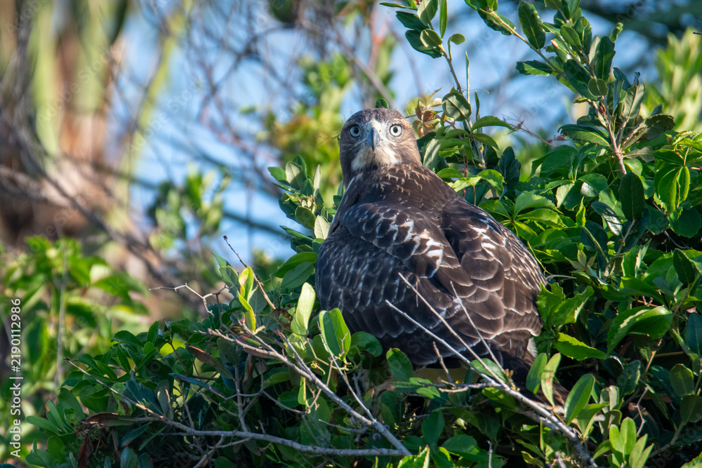 Fototapeta premium Red tailed hawk perched atop green tree foliage