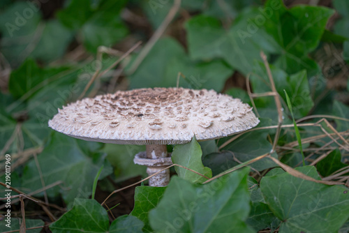 Fotografía Eingebettet in ein sattgrünes, von Efeublättern und feinem Halmgewirr gerahmtes Natur-Bokeh thront dieser prächtige Parasolpilz wie ein eleganter Sonnenschirm aus einer anderen Zeit