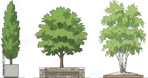 Three different types of trees in urban planters