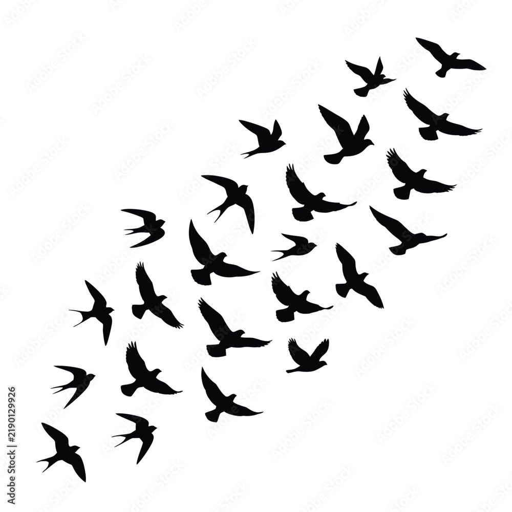 Fototapeta premium Black bird silhouettes illustration. Flying swallows set. Minimalist animal vector graphics. Bird flock outline for design and branding. isolated on White Background silhouette editable eps