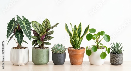 Variety of indoor green house plants in decorative ceramic and terracotta pots arranged on a wooden table against a plain white background for minimalist interior decor.
