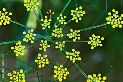 Döldchen, fennel flowers (Foeniculum vulgare), Canton of Aargau, Switzerland