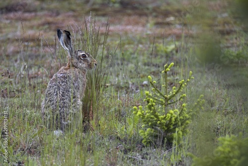Brown hares (Lepus europaeus) like to feed on ears of grass, for which they need economically unused areas where grasses are not mown, Germany