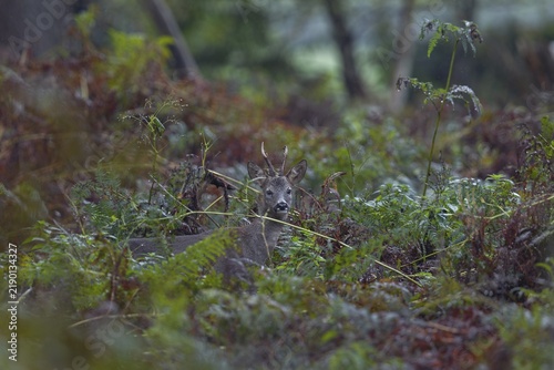 Photographing roe deer in the forest is difficult, to my delight I was able to outwit this roebuck (Capreolus capreolus) in the pouring rain in a thicket of bracken, autumn weather, October, Germany