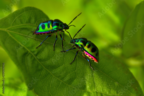 Close up macro shot of two metallic green jewel bugs with black spots perched on a fresh green leaf under soft outdoor daylight.