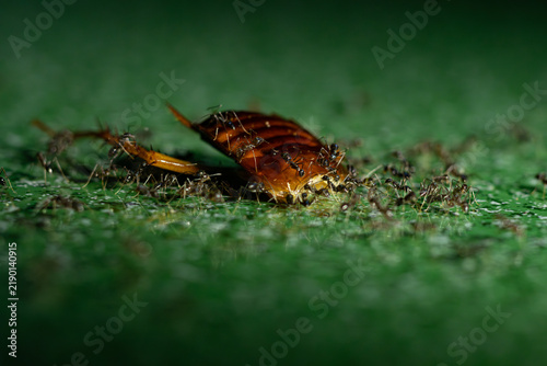 Obraz na płótnie Macro view of tiny worker ants feeding on a dead cockroach carcass on green floo