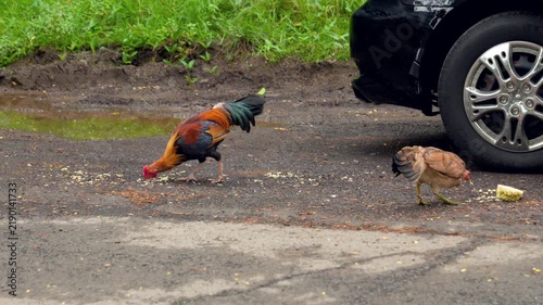 Wild Chickens