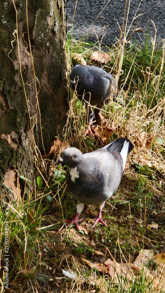 Obraz premium A grey feral pigeon (Rock dove) with distinct white chest patch walking on grassy ground near a tree trunk, perfect for wildlife illustration or educational content.