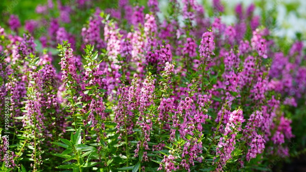 Obraz premium Purple flowers in the garden