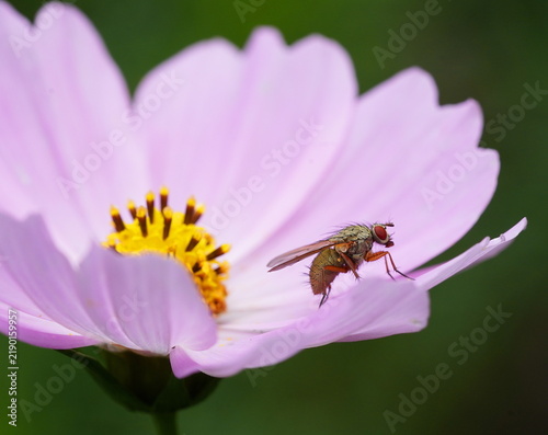 blowfly on cosmos