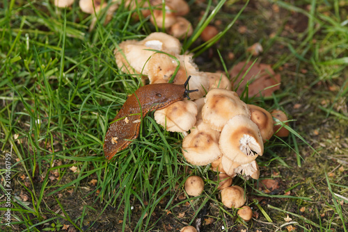 European red slug (Arion rufus) or Spanish slug (Arion vulgaris) on Marasmius oreades, the fairy ring mushroom, fairy ring champignon, Scotch bonnet in the grass of the lawn. Family Marasmiaceae. Sept