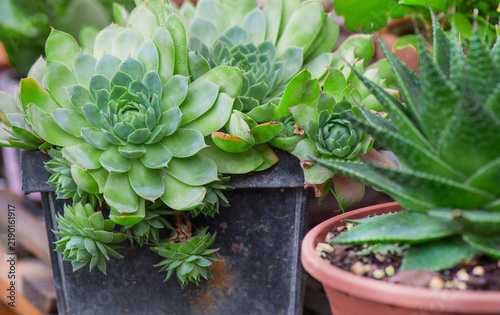 closeup on leaf of succulent plants  houseleek growing on rustic pot and hawo...