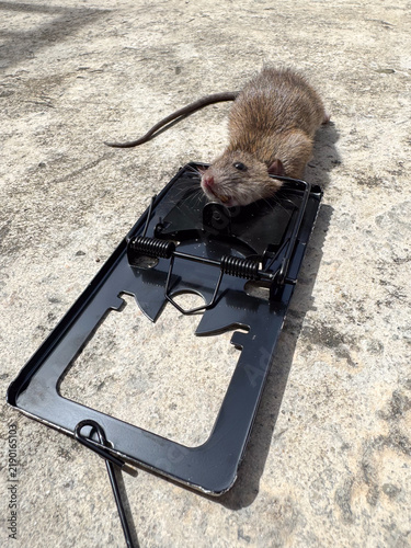 Canvastavla Dead rat caught in snap mousetrap on concrete floor during pest control extermin