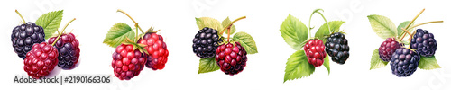 Illustration of blackberries and raspberries on a black background showcases the fresh produce