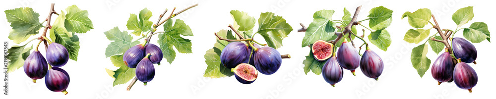 Obraz premium Ripe figs hang from tree branches against a black background in a watercolor style