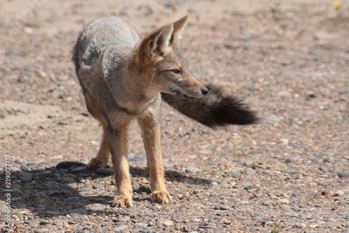 Canvastavla South American gray fox standing with bushy tail, Patagonia, Argentina