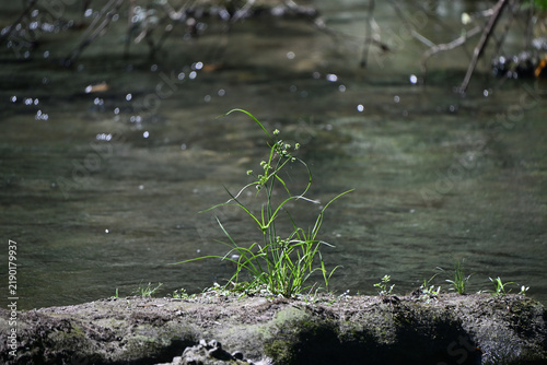 川のそばに生える雑草