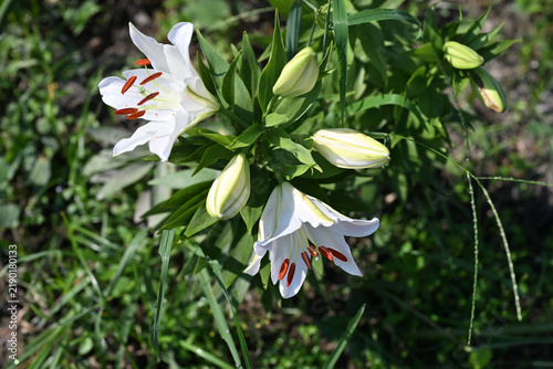 白色の可愛い百合の花