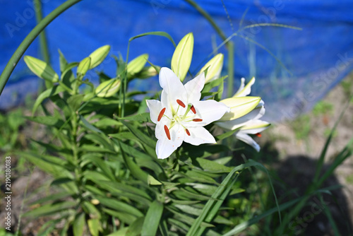綺麗な百合の花