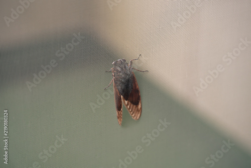 網戸にとまる蝉の成虫