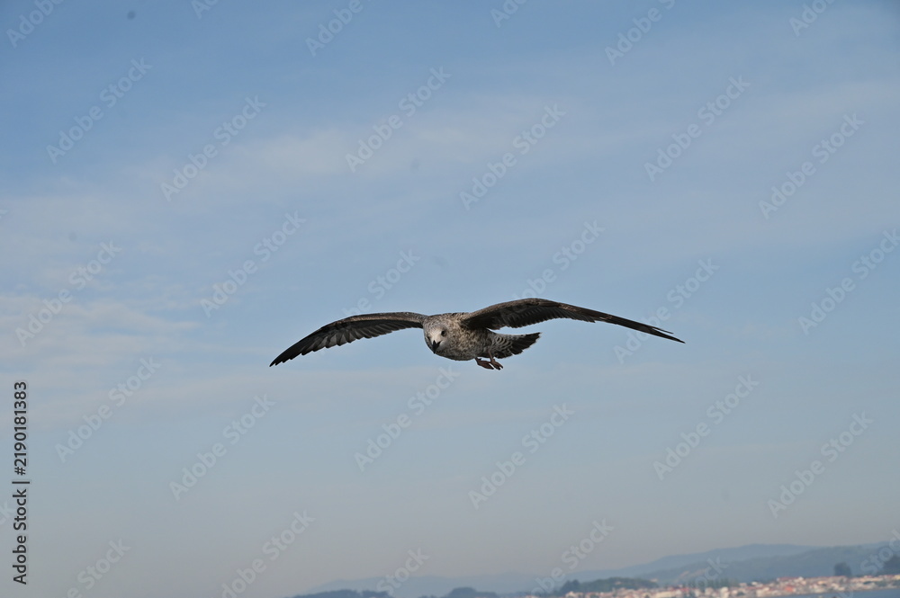 Naklejka premium A seagull spreads it's wings against the wind along the coasline.