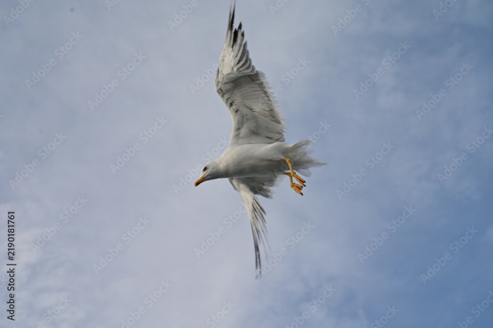 Obraz premium A seagull spreads it's wings against the wind along the coasline.