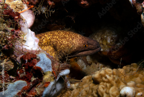 A Gymnothorax javanicus also known as Giant Moray Boracay Island Philippines