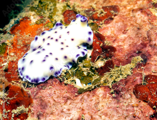 Laing Island Flatworm crawling on Wreck Boracay Island Philippines