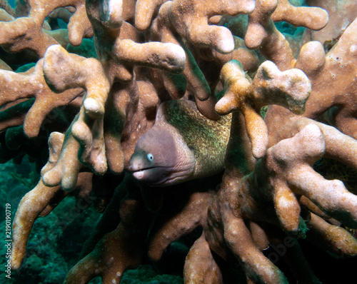 A White Eyed Moray Eel also known as Greyface Moray Eel Boracay Island Philippines