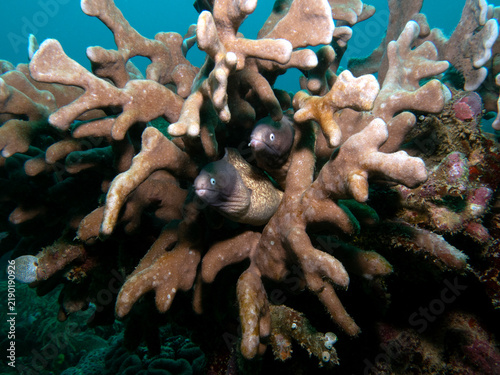 A White Eyed Moray Eel also known as Greyface Moray Eel Boracay Island Philippines
